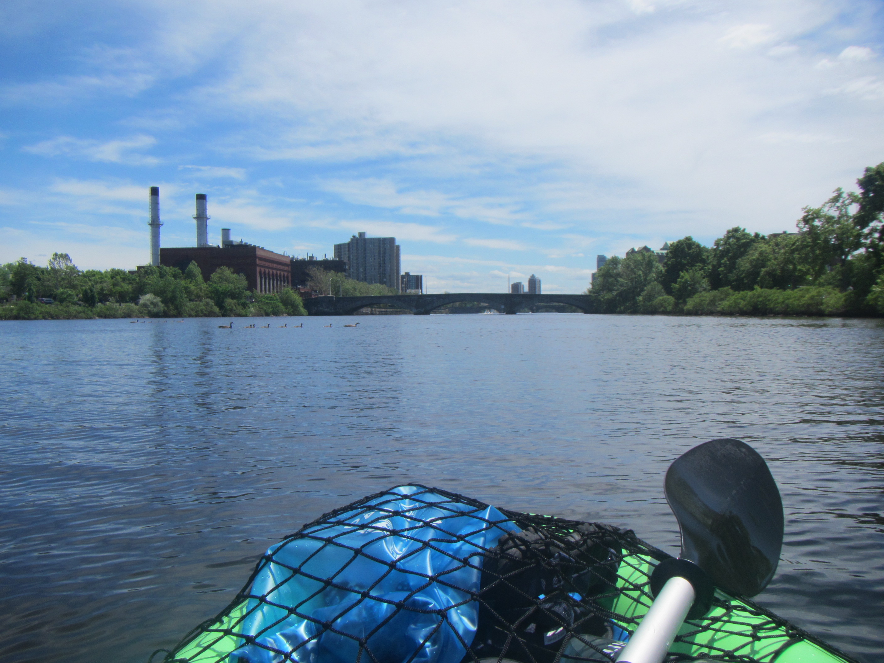 Fig 4. Waiting for the geese to cross the river.